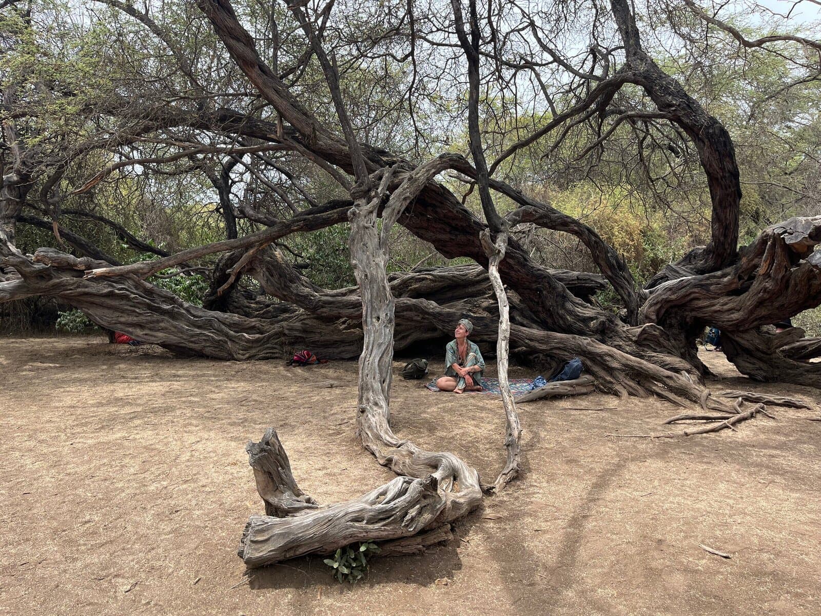 The Millennium Tree at Batan Grande