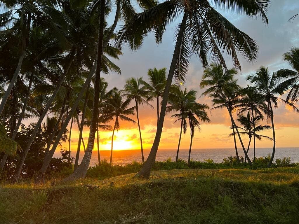 Palm trees silhouetted against a vivid Big Island sunset